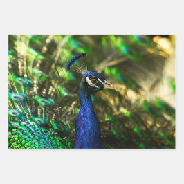 Papel de embrulho de pavão 