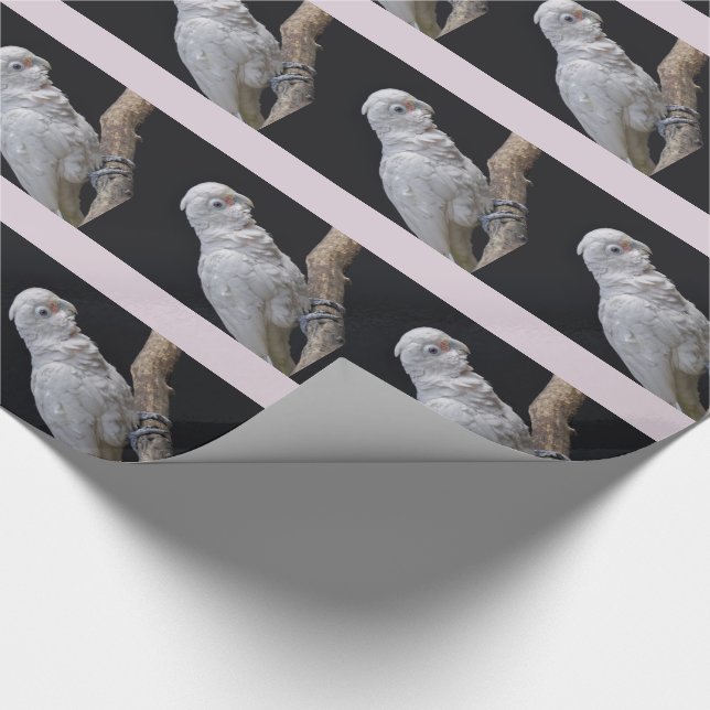 Papel de embrulho do cacatua de Goffin (Ponta)