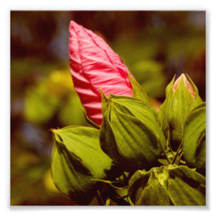 Papel de Foto Profissional Kodak Bud Flor Rosa