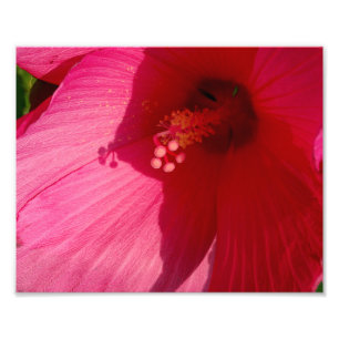 Papel de Foto Profissional (Satin) de Flor Rosa