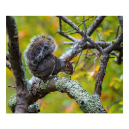 Papel de Foto Sinister Squirrel 24 x 20 Kodak Pro