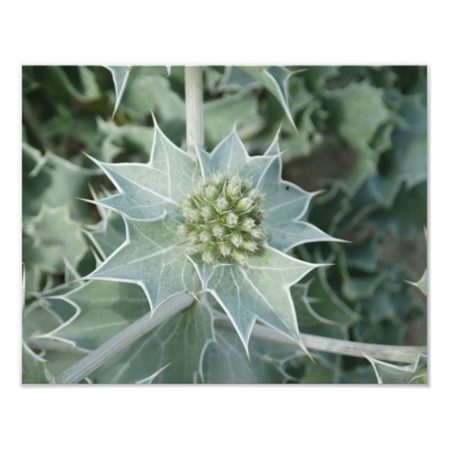 Papel de Fotografia Profissional de Verão (Satin)  (Frente)