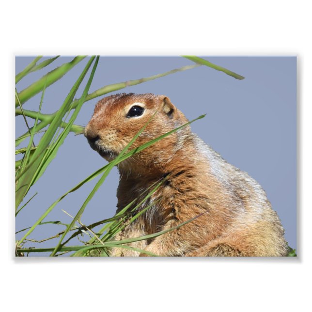 Papel de fotografia profissional do Kodak (Satin)  (Frente)