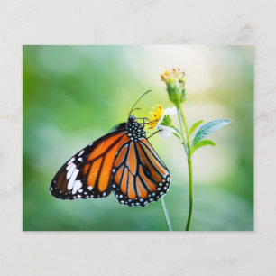 papel de fundo de álbum de recortes de borboleta