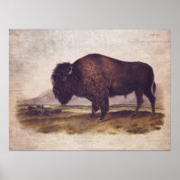 Papel de Poster de Buffalo ou de Decoupage de Vint