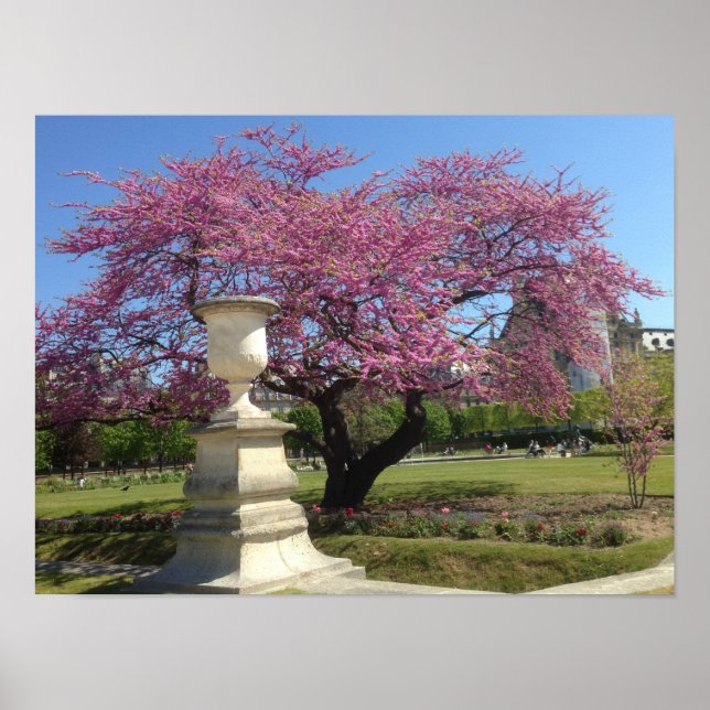Papel de Poster de Cherry Blossoms (Matte) (Frente)
