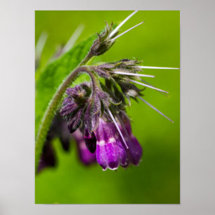Papel de Poster de Flor Roxo (Matte)