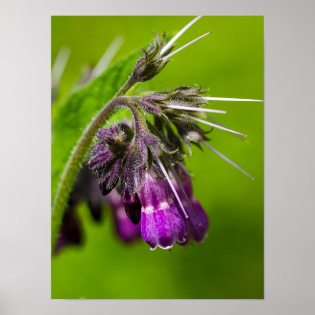 Papel de Poster de Flor Roxo (Matte) (Frente)