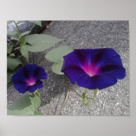 Papel de Poster de Valor Floral