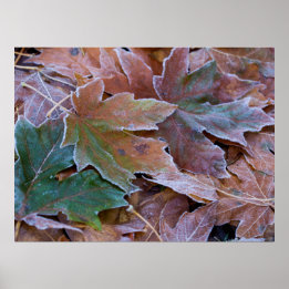 Papel de Poster do outono (Matte)