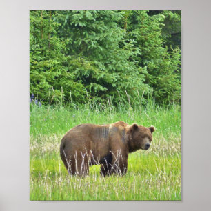 papel de poster do valor 8x10 (Matte) com urso de