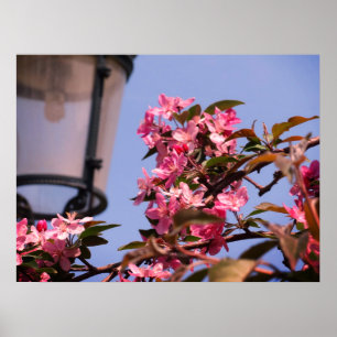 Papel de Poster do Valor de Foto da Árvore Rosa Bl