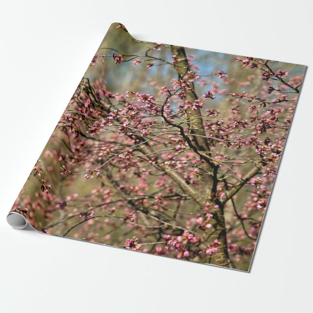 Papel De Presente A Árvore Sakura Está Pronta Para Blogar Na Primave (Desenrolado)