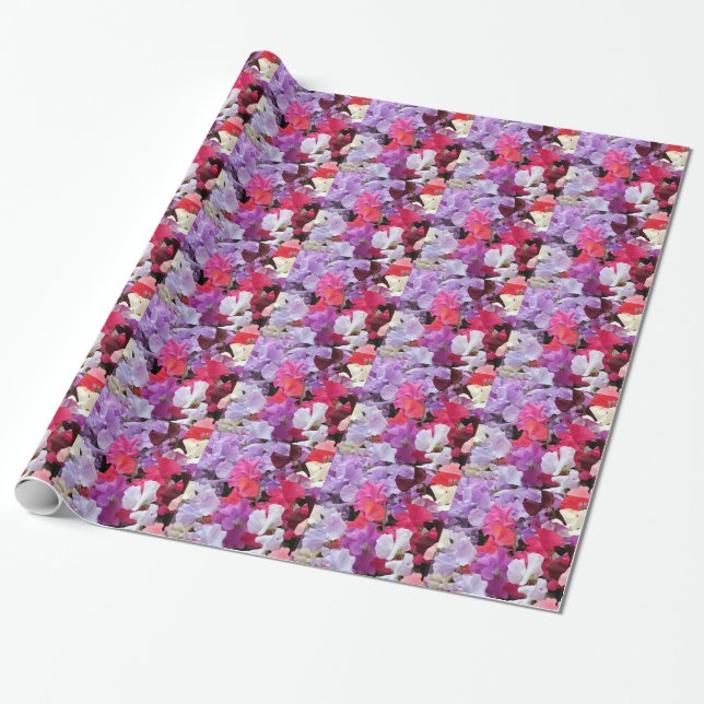 Papel De Presente A ervilha doce do rosa, a roxa & a branca floresce (Desenrolado)