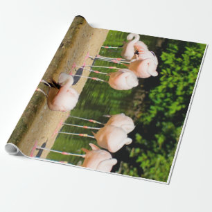 Papel De Presente África — bico animal africano Amantes Flamingo F