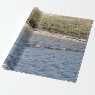 Papel De Presente Alligator Natator Water Réptil Flórida