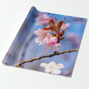 Papel De Presente Amabilidade Das Flores De Sakura Frescas