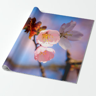 Papel De Presente Amante Sakura Blossoms