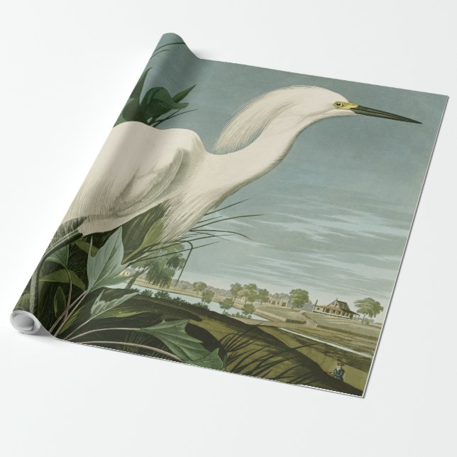Papel De Presente Aniversário de Ave-de-Egrete Branca de Audubon Sno (Desenrolado)