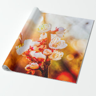 Papel De Presente Apricot Sakura Flores À Luz Do Sol De Regulação
