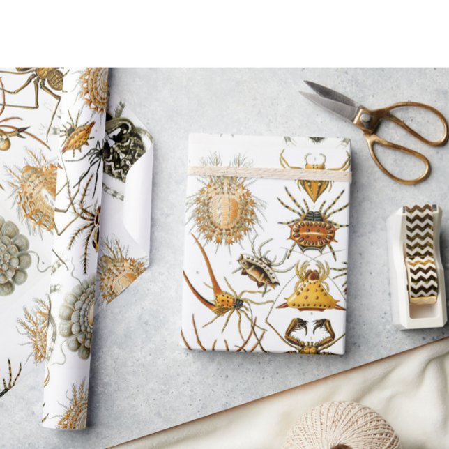 Papel De Presente Aracnídeos por Heckel ilustração da aranha-do-camp (Criador carregado)