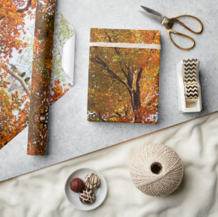 Papel De Presente Arte abstrata da árvore de bordo na temporada de o