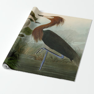Papel De Presente Arte de Pássaro: Gravura do Garça Roxa de Audubon: