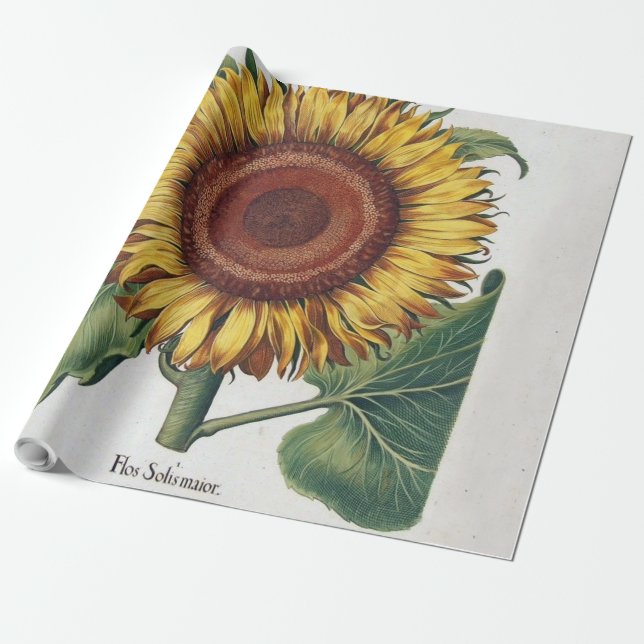 Papel De Presente Arte Floral de Girassol Vintage Damask (Desenrolado)