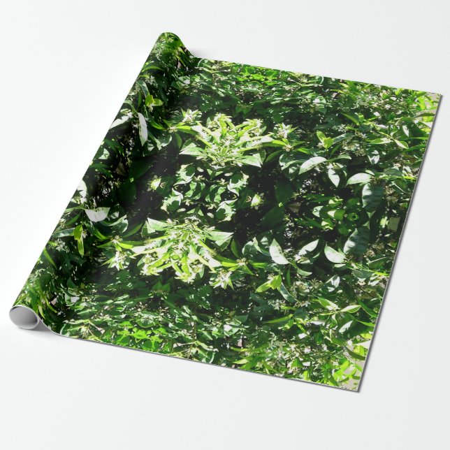 Papel De Presente Árvore Limão (Desenrolado)