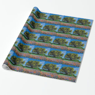 Papel De Presente Árvores Live Oak entre Bluebonnets de Texas