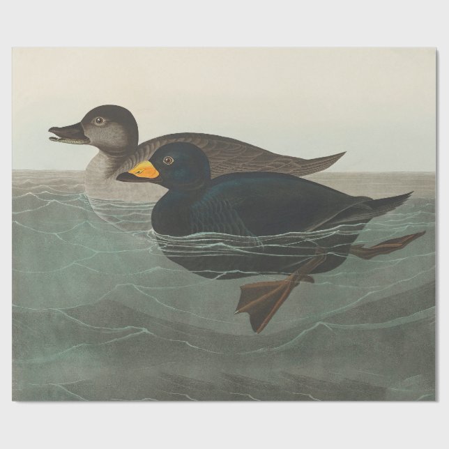 Papel De Presente Audubon American Scoter Duck Classic (Aberto)