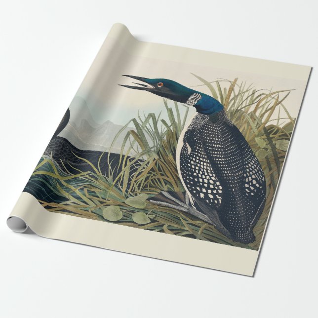 Papel De Presente Audubon Bird Loon Diver Classic (Desenrolado)