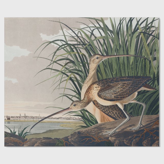 Papel De Presente Ave-do-relvado-de-bico-longo-Audubon (Aberto)