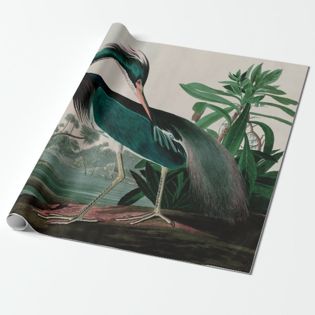 Papel De Presente Aves do Herão da Louisiana da Impressão de Audubon (Desenrolado)