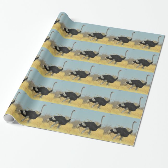 Papel De Presente Avestruz sai para uma corrida (Desenrolado)