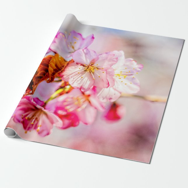 Papel De Presente Bando De Flores De Sakura Rosa (Desenrolado)