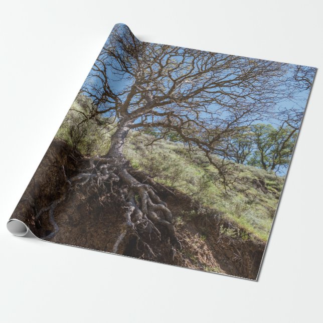 Papel De Presente Bare tree on mountain during day (Desenrolado)