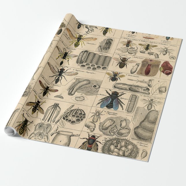 Papel De Presente Bee Insect Bug Wasp Natural History Bees (Desenrolado)