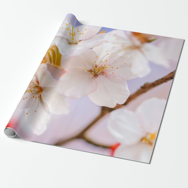 Papel De Presente Beleza Inacreditável Das Flores Sakura (Desenrolado)