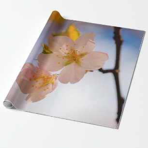 Papel De Presente Beleza Respiratória Das Flores Sakura