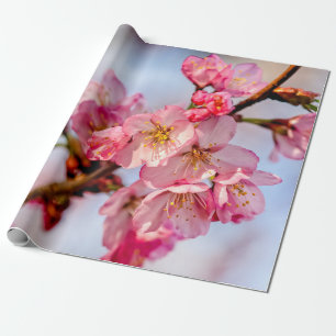 Papel De Presente Beleza Superficial Das Flores Rosa Sakura
