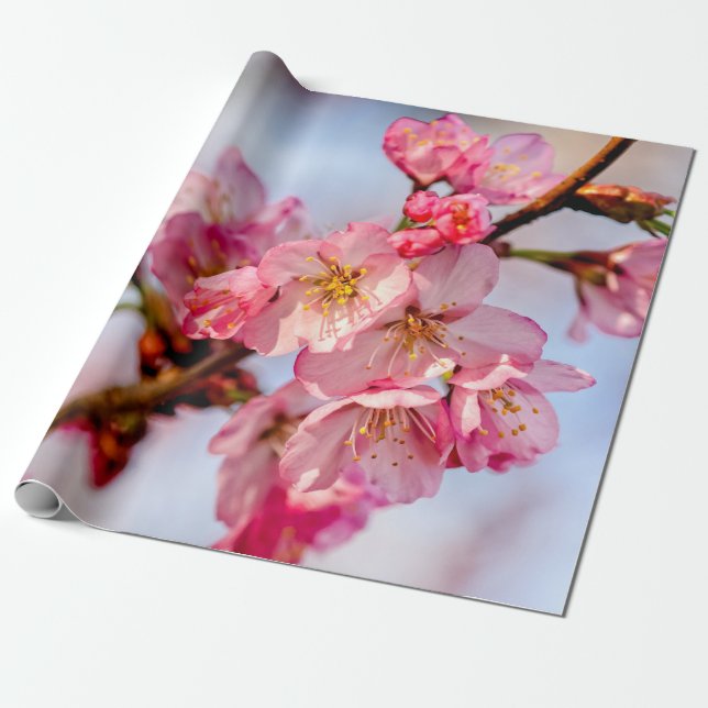 Papel De Presente Beleza Superficial Das Flores Rosa Sakura (Desenrolado)