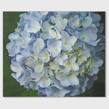 Belo Blue Hydrangea Flowers Foto