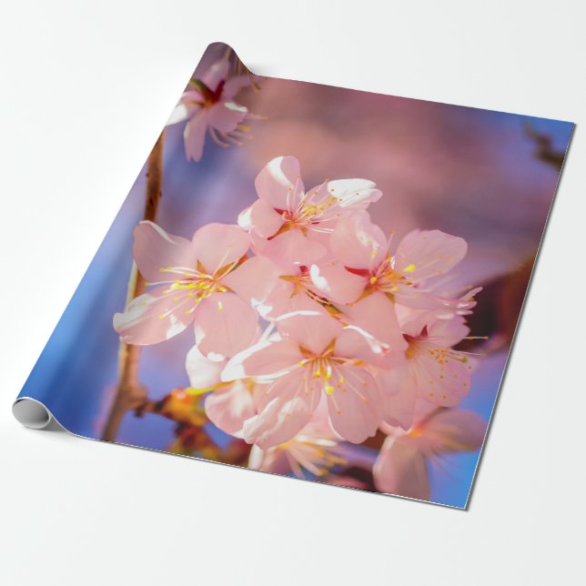 Papel De Presente Belo Monte De Flores Sakura Na Primavera (Desenrolado)