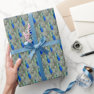 Papel De Presente Belo Padrão de Foto Pavão Azul