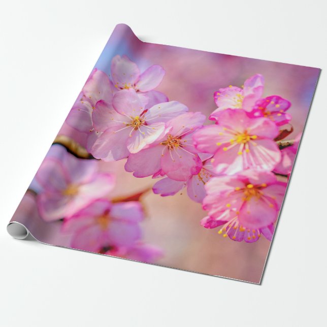Papel De Presente Belos Flores Rosa Sakura Em Primavera (Desenrolado)