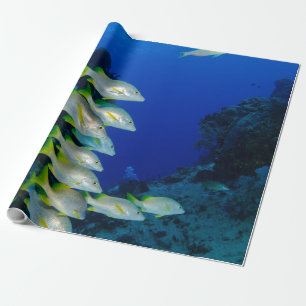 Papel De Presente Belos Peixes Coloridos Melhor presente para a vi