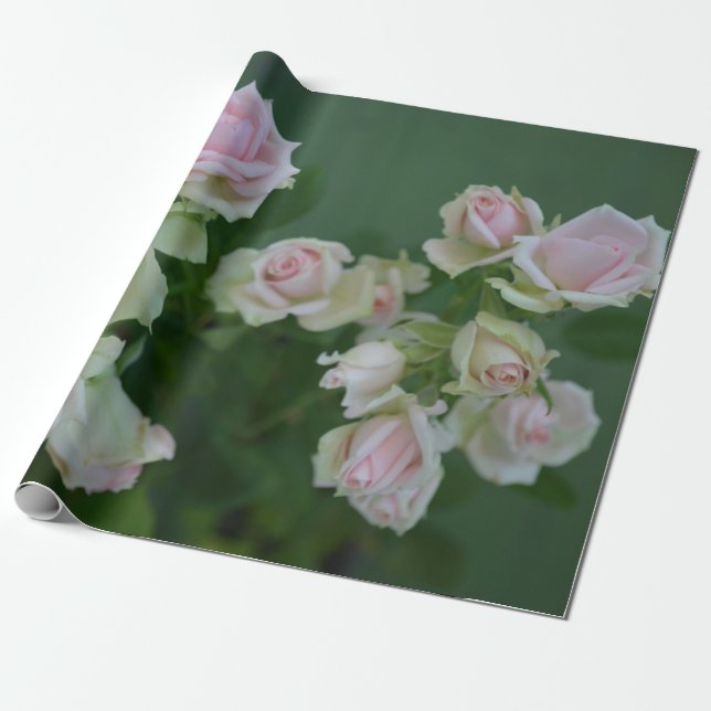 Papel De Presente Belos rosas de jardim de rosas claro (Desenrolado)