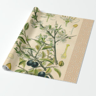 Papel De Presente Berry Impressão Botânico Antiquado Blackthorn