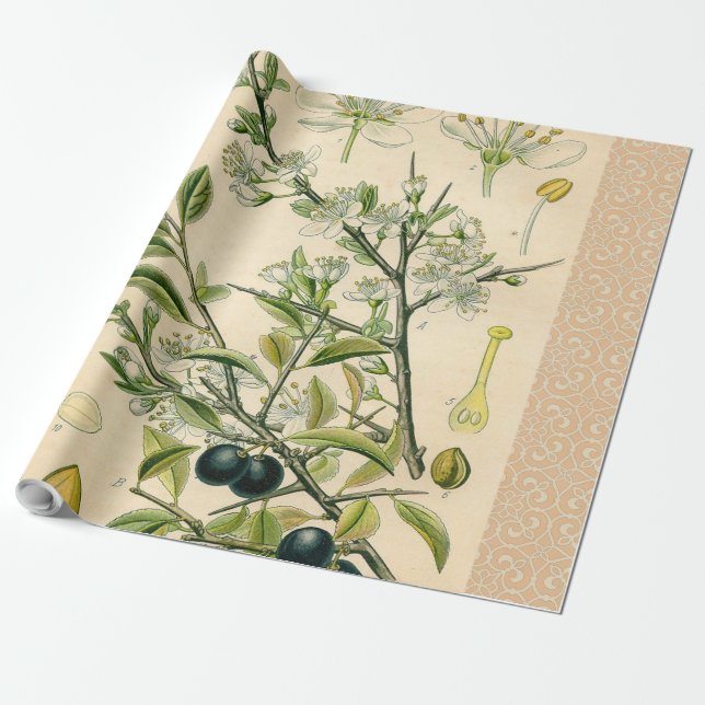 Papel De Presente Berry Impressão Botânico Antiquado Blackthorn (Desenrolado)